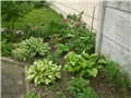 hosta